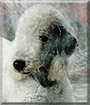 Spanky the Bedlington Terrier