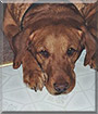 Bo the Golden Retreiver, Labrador mix