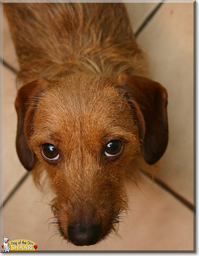 Shaari the Dachshund, the Dog of the Day