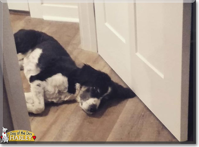 Harley the Border Collie, the Dog of the Day