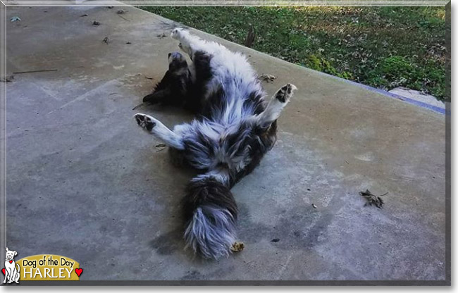 Harley the Border Collie, the Dog of the Day