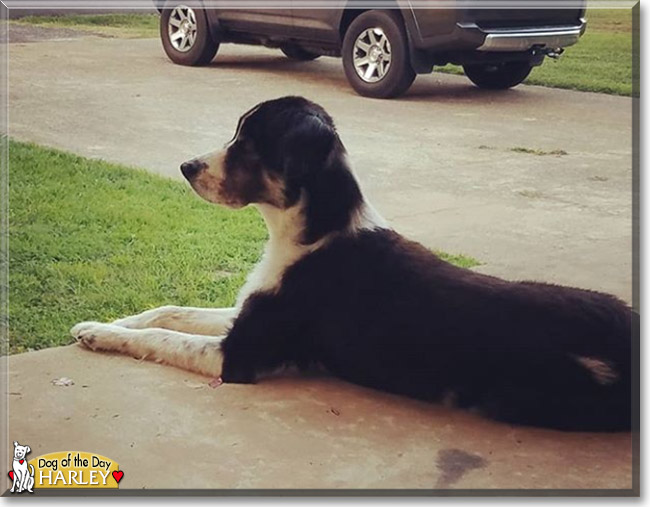 Harley the Border Collie, the Dog of the Day