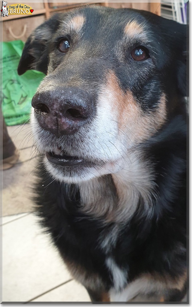 Bruno the Collie mix, the Dog of the Day