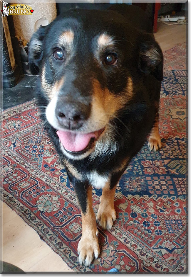 Bruno the Collie mix, the Dog of the Day