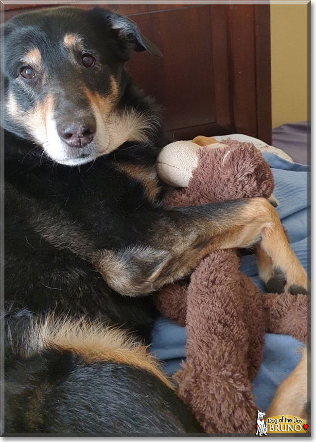 Bruno the Collie mix, the Dog of the Day