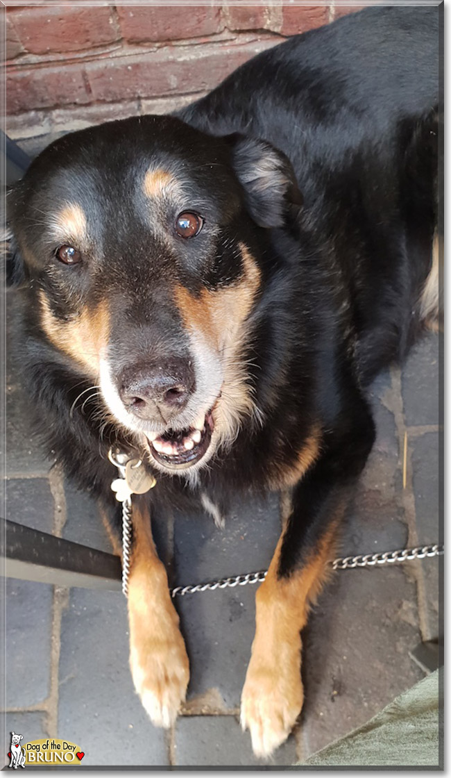 Bruno the Collie mix, the Dog of the Day