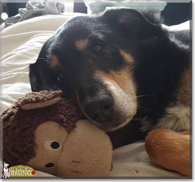 Bruno the Collie mix, the Dog of the Day