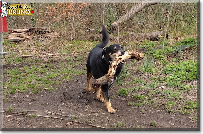 Bruno the Collie mix, the Dog of the Day