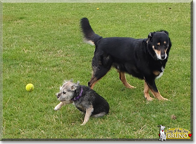 Bruno the Collie mix, the Dog of the Day