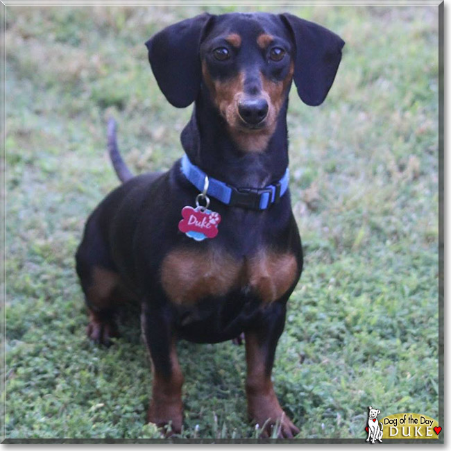 Duke the Miniature Dachshund, the Dog of the Day