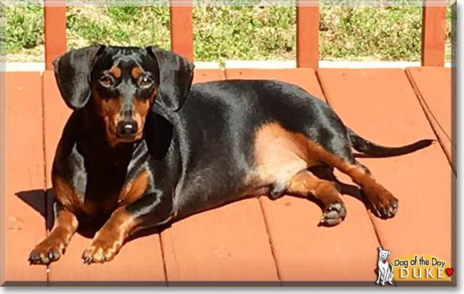 Duke the Miniature Dachshund, the Dog of the Day