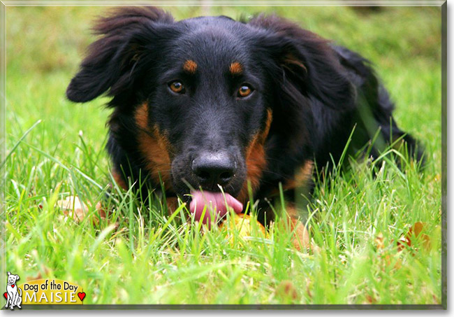 Maisie the Hovawart, the Dog of the Day