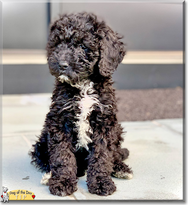 Tip the Poodle mix, the Dog of the Day