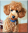 Bubbles the Miniature Poodle