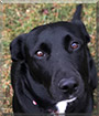 Astro the Border Collie, Labrador Retriever mix