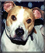 Emma the American Staffordshire Terrier,