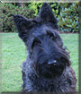 Lulu the Scottish Terrier