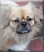 Jason the Tibetan Spaniel