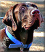 Buddy the Labrador Retriever, Great Dane mix