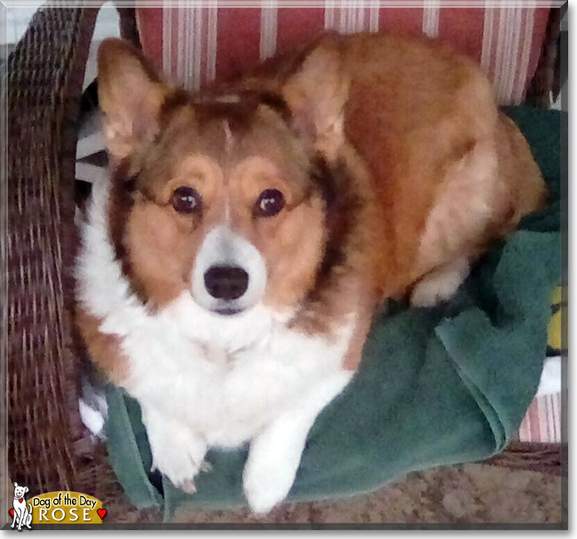 Rose the Pembroke Welsh Corgi, the Dog of the Day