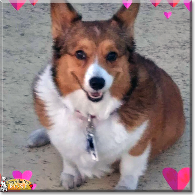 Rose the Pembroke Welsh Corgi, the Dog of the Day