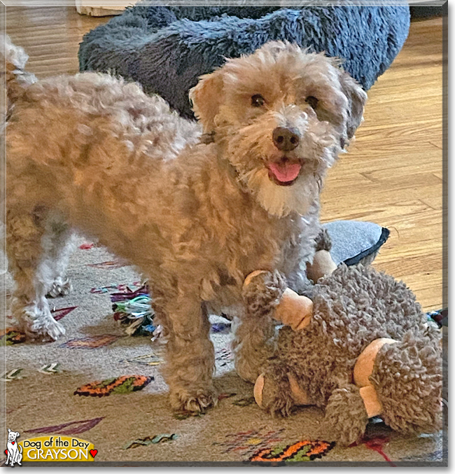 Grayson the Poodle, Hound mix, the Dog of the Day