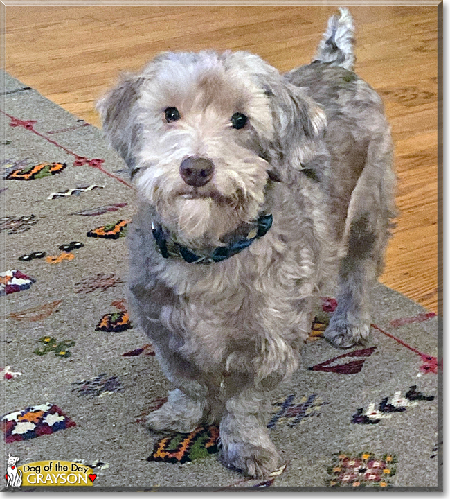 Grayson the Poodle, Hound mix, the Dog of the Day