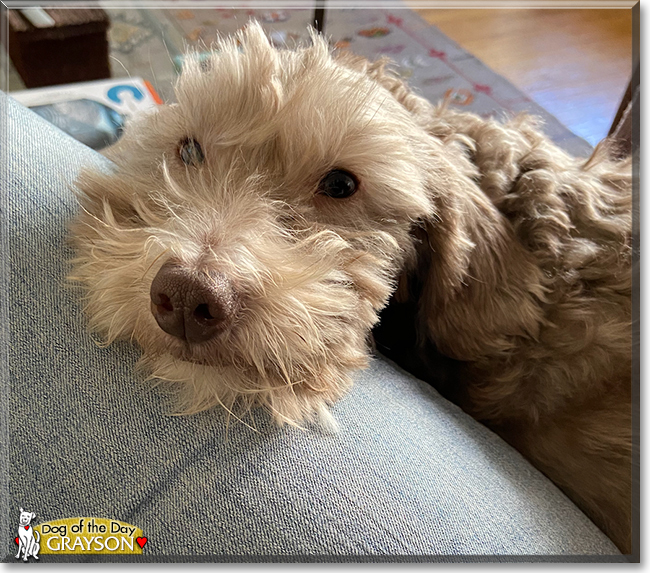 Grayson the Poodle, Hound mix, the Dog of the Day