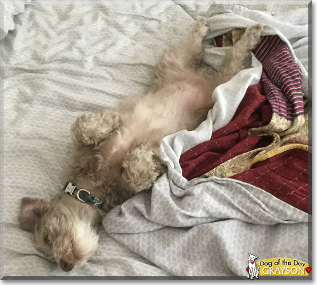 Grayson the Poodle, Hound mix, the Dog of the Day