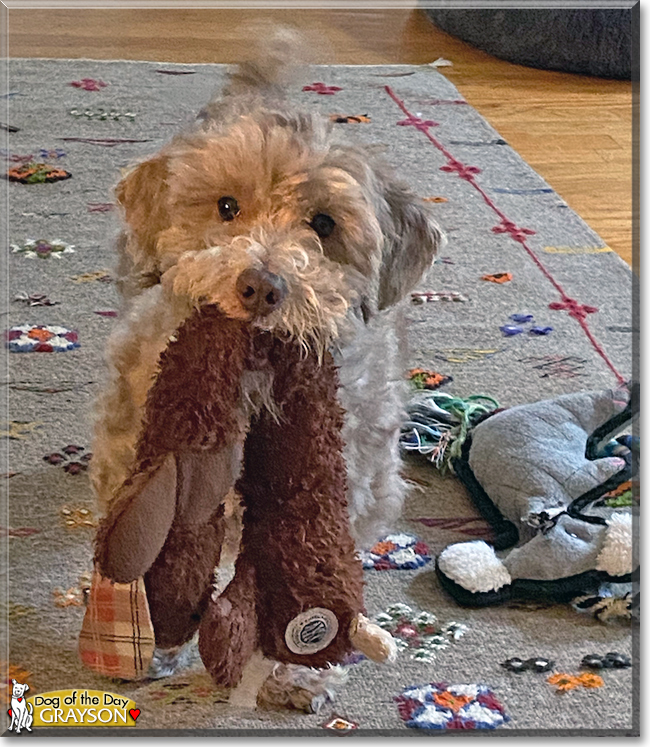 Grayson the Poodle, Hound mix, the Dog of the Day