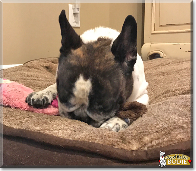 Bodie the French Bulldog, the Dog of the Day