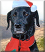 Chadwyck the Dalmatian, Labrador Retriever mix