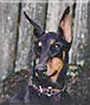 Senta the Doberman Pinscher