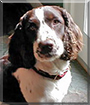 Maggie the English Springer Spaniel