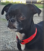 Miracle the Chihuahua, Pug mix