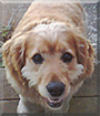 Fraggle the Cocker Spaniel, Golden Retriever mix