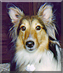 Bootsie the Shetland Sheepdog