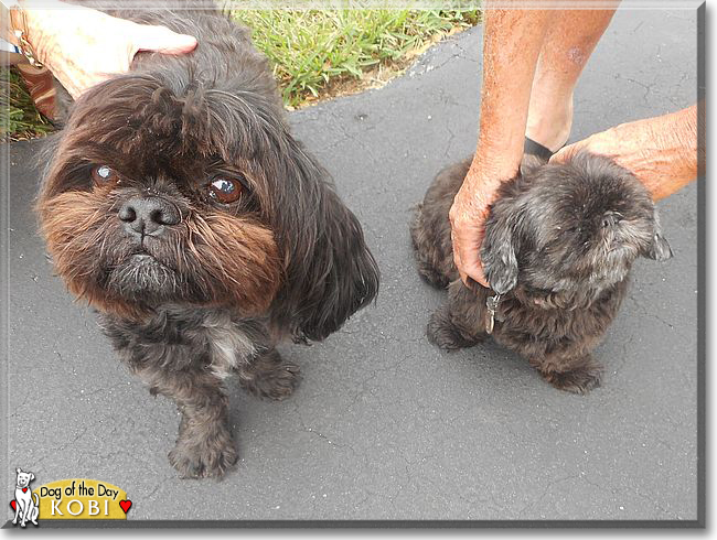 Kobi the Shih Tzu, the Dog of the Day