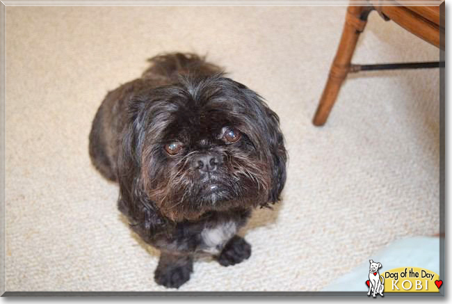 Kobi the Shih Tzu, the Dog of the Day