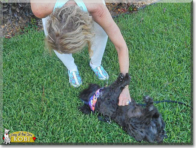 Kobi the Shih Tzu, the Dog of the Day