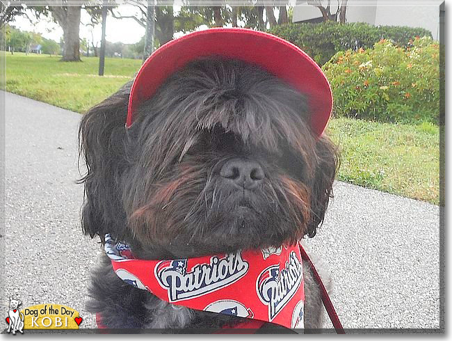 Kobi the Shih Tzu, the Dog of the Day