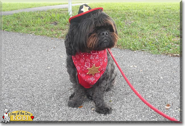 Kobi the Shih Tzu, the Dog of the Day