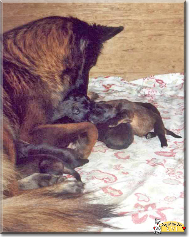 Evi the Belgian Tervueren, the Dog of the Day