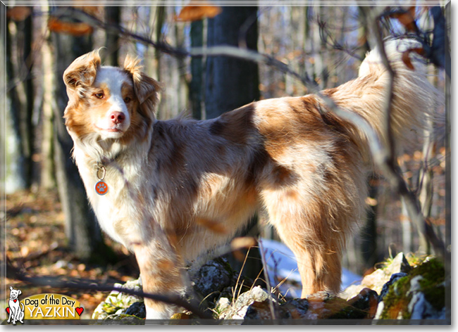 Yazkin the Australian Shepherd, the Dog of the Day