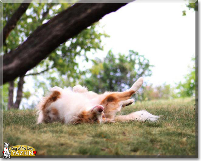 Yazkin the Australian Shepherd, the Dog of the Day