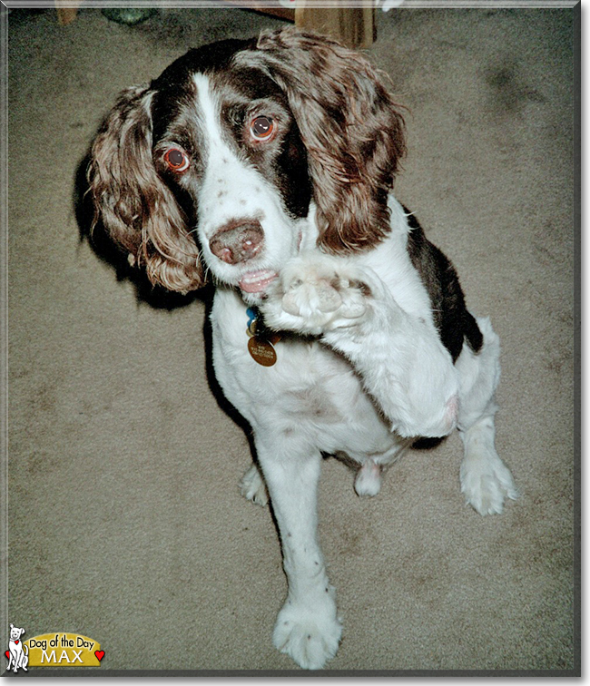 Max the English Springer Spaniel, the Dog of the Day