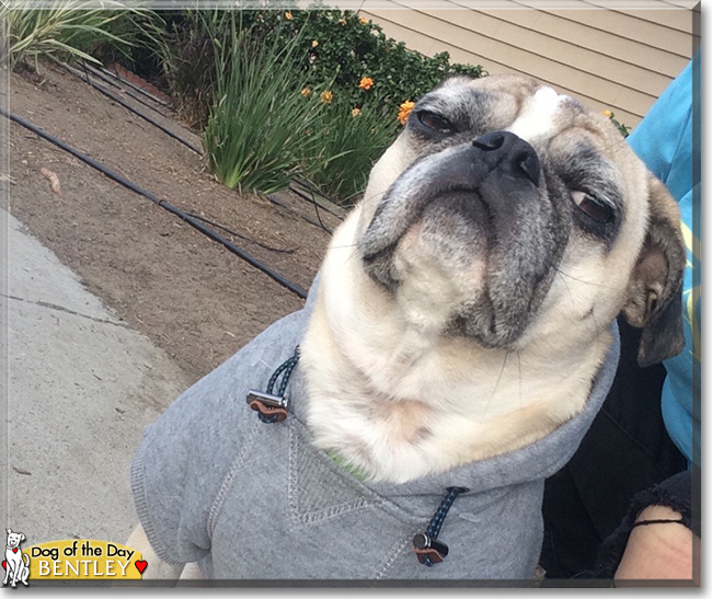 Bentley the Pug, the Dog of the Day