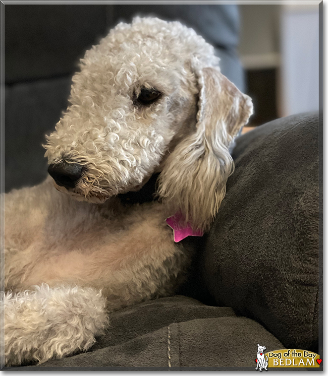 Bedlam the Bedlington Terrier, the Dog of the Day