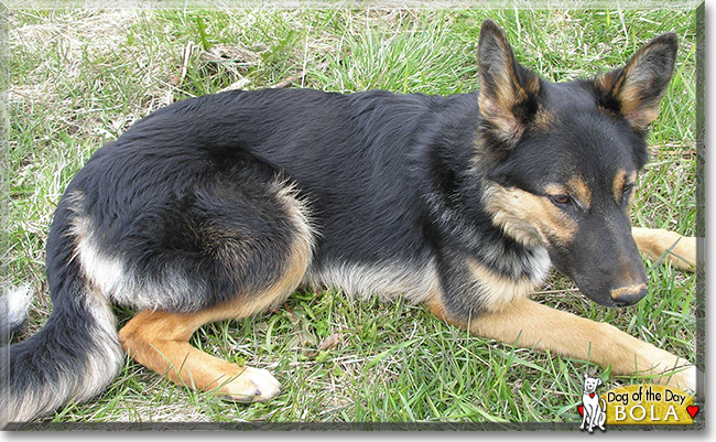 Bóla the German Shepherd, Border Collie mix, the Dog of the Day