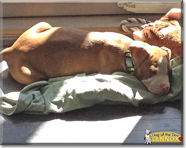 Lennox the Boxer, Pitbull mix, the Dog of the Day